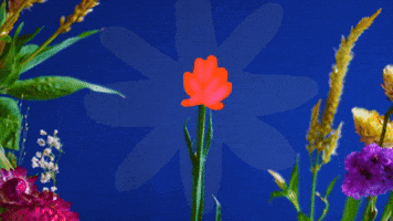 Bloom!
