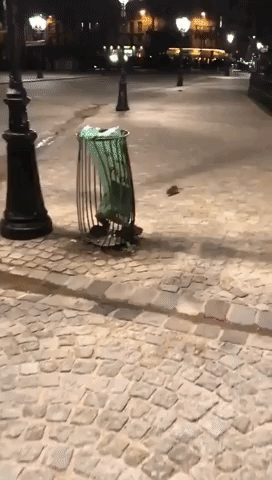 Rats Scamper Outside Notre Dame Cathedral as Flooding Pushes Rodents Onto Paris Streets