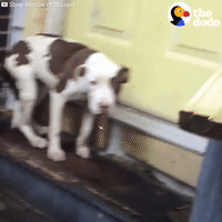 dog GIF by The Dodo