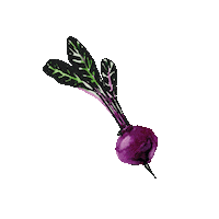 Beetroot Sticker by Heuchelberger Warte