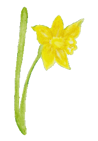 doveygoose watercolor springtime yellow flower daffodil Sticker