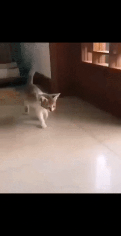 karlweq giphygifmaker cats funny cats kittens GIF