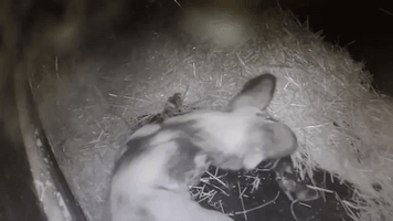 African Painted Dog Welcomes Litter of Pups at Perth Zoo