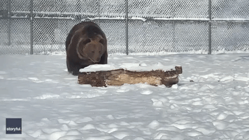 Syrian Brown Bear Enjoys Playing in Snow at New York Wildlife Sanctuary