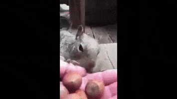 bunny squirrel GIF