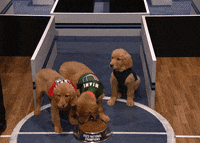 Tonight Show Puppy GIF by The Tonight Show Starring Jimmy Fallon