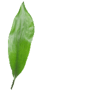 Plant Leaves Sticker