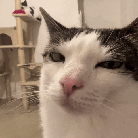 giphyattribution monkeycatluna crunchycatluna crunchycat luna judgy cats cat GIF