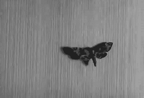 art moth GIF by hoppip