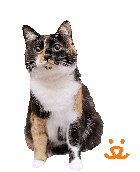 No Way What Sticker by Best Friends Animal Society
