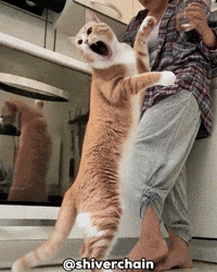 Cat Wird GIF
