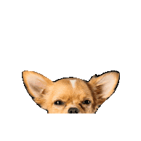 Pet Sticker by ucbvet