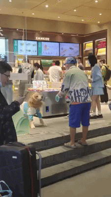 cuteanimalland giphyupload GIF