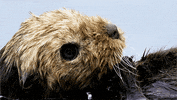 wild animals #spyinthewild GIF by PBS