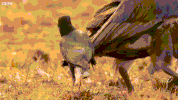 fight crow animals being jerks vultures carcass GIF