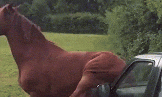 car animals being jerks GIF