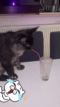 Cat Drinking GIF