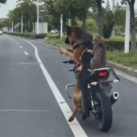 Shepherd Bike Respect GIF