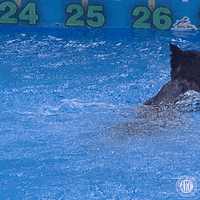 Border Collie Swimming GIF by American Kennel Club