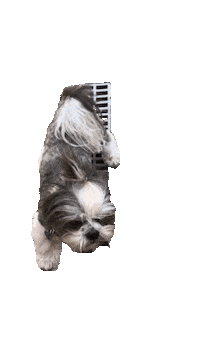 Dog Jump Sticker by ccvnola