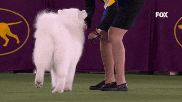 GIF by Westminster Kennel Club