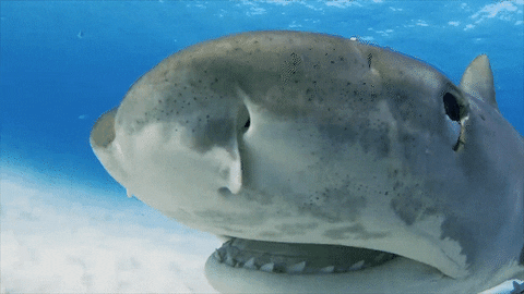 Discovery GIF by Shark Week