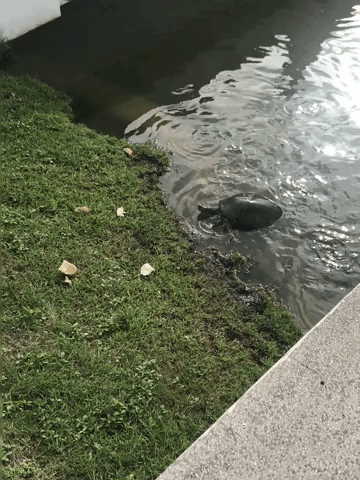 soft-shelled turtle GIF