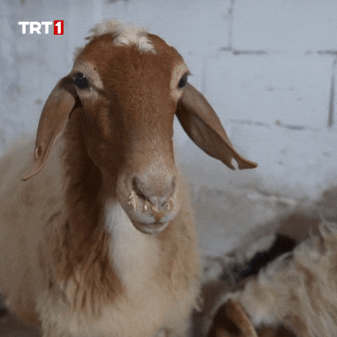 Eyes What GIF by TRT