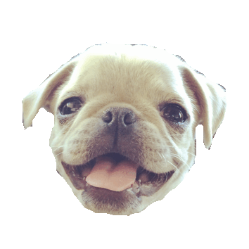 Puppy Pug Sticker by imoji