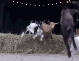 jump running GIF