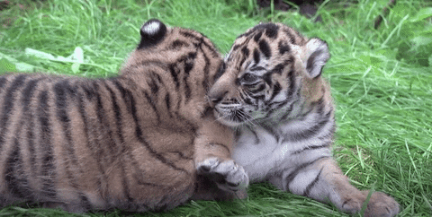 GIF by Mashable