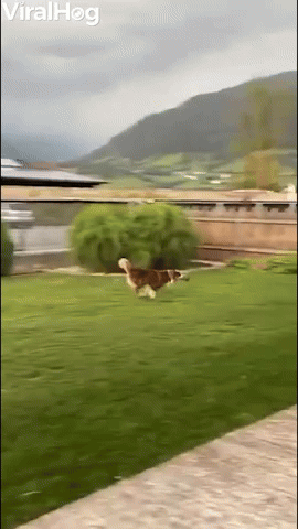 Crazy Juna Dog Gets Garden Zoomies