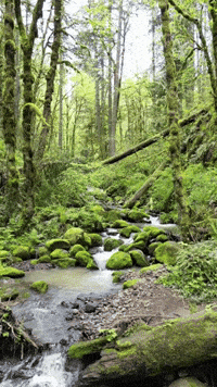 Forest Park Portland GIF by EDGARDUDE