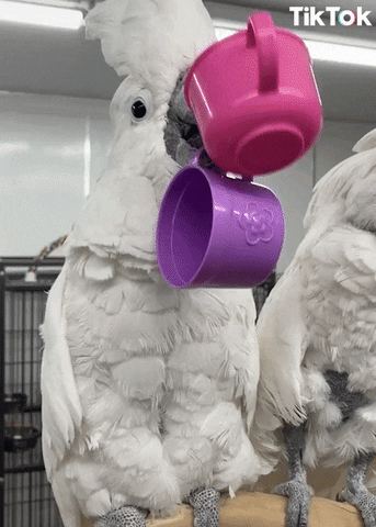 Tea Time Del GIF by TikTok Italia