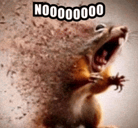 Squirrel GIF