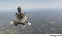 cat plane GIF