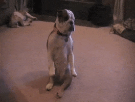 Dog Scooting GIF by America's Funniest Home Videos