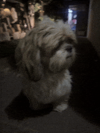 כלב GIF