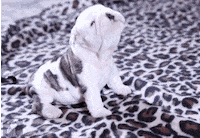 howling GIF
