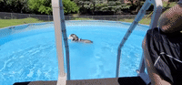 Husky Cools Off in Pool