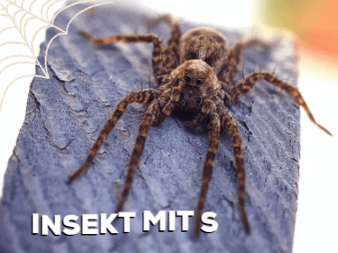 Spider Insect GIF by lexolino.de
