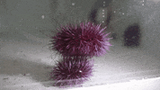 ocean research GIF by University of Vermont