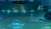 Happy Pool Party GIF by Disney Pixar