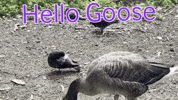 Goose Geese GIF by Extreme Improv