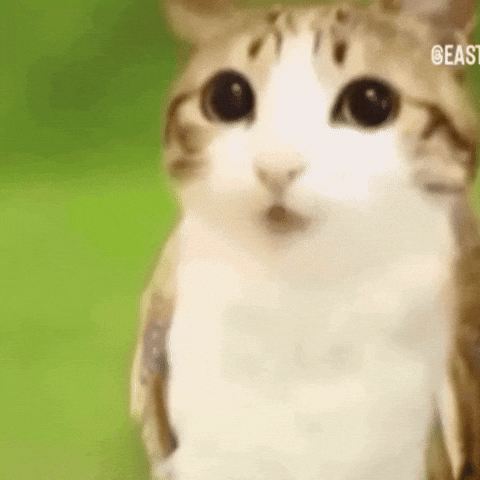 Cat Singing GIF