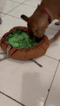 Dog Toys GIF by SchoolForTheDogs
