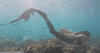 Mermaid GIF