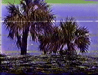 Hi8 Palms