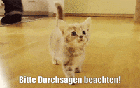 unsereoebb cat katze oebb weltkatzentag GIF