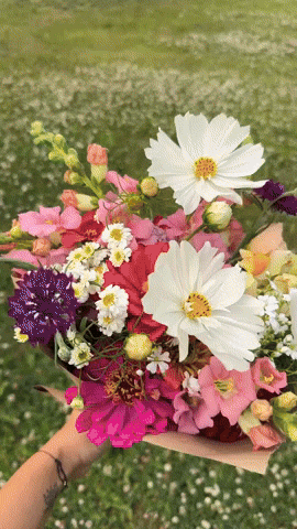 alisgarden flowers farm GIF